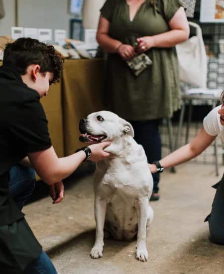 A cleaner crouched down attending to a dog in a home
